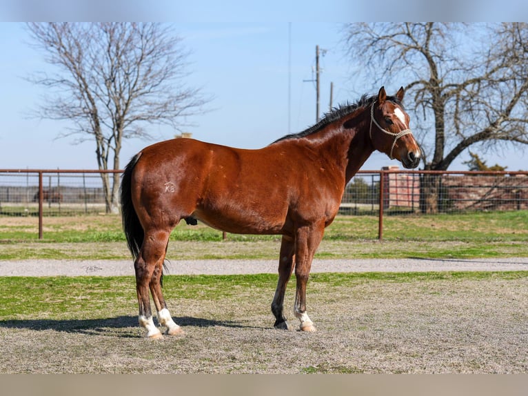 American Quarter Horse Castrone 9 Anni 155 cm Baio ciliegia in Collinsville TX