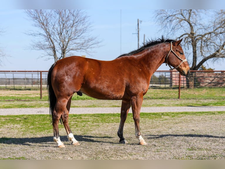 American Quarter Horse Castrone 9 Anni 155 cm Baio ciliegia in Collinsville TX