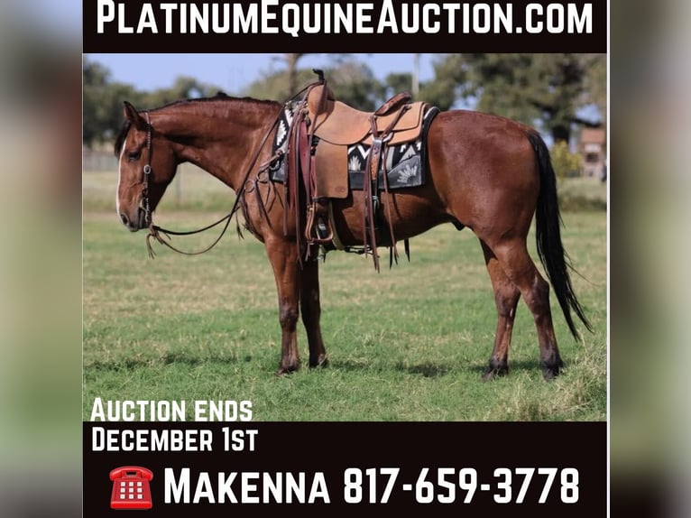 American Quarter Horse Castrone 9 Anni 155 cm Baio ciliegia in LIpan Tx