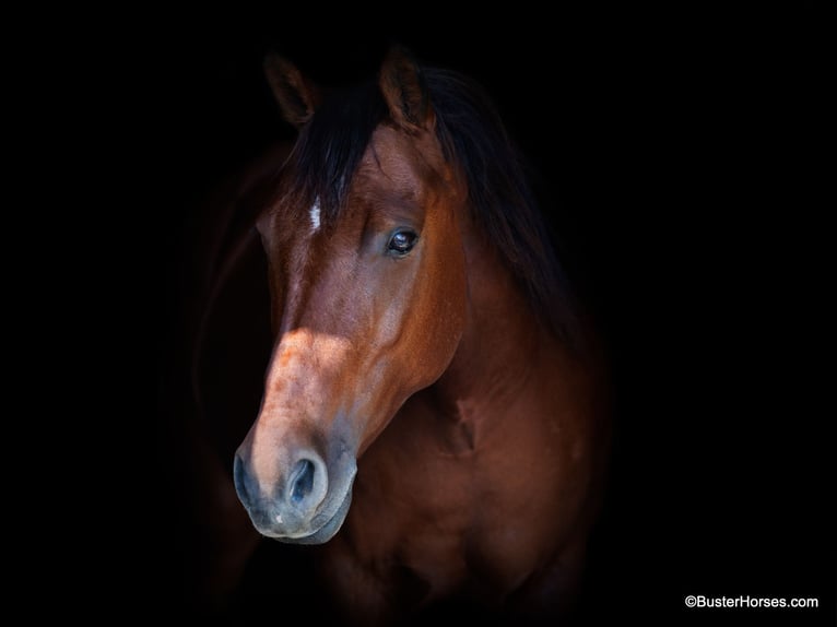 American Quarter Horse Castrone 9 Anni 155 cm Baio ciliegia in Weatherford Tx