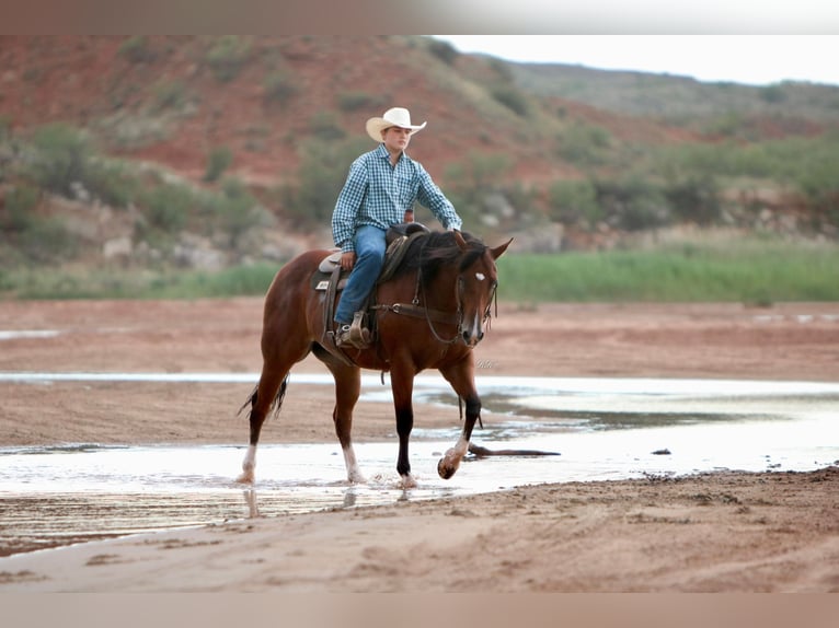 American Quarter Horse Castrone 9 Anni 155 cm Baio ciliegia in Canyon TX