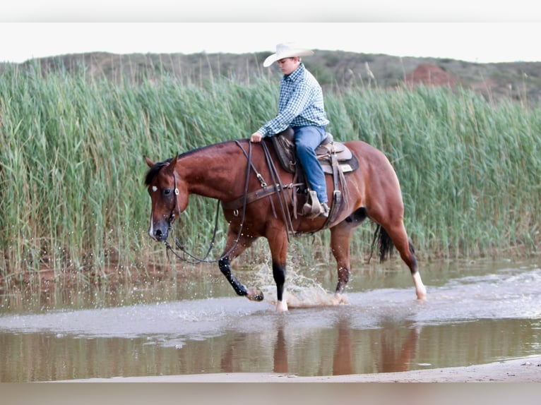 American Quarter Horse Castrone 9 Anni 155 cm Baio ciliegia in Canyon TX