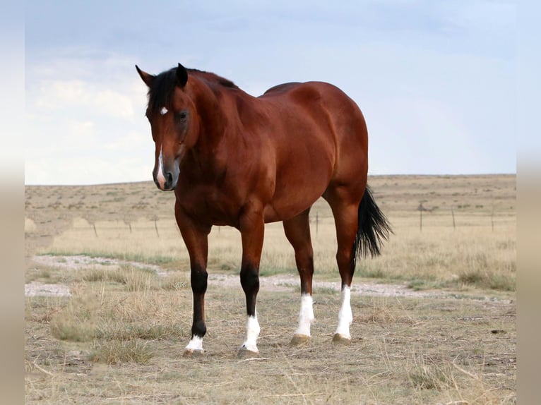 American Quarter Horse Castrone 9 Anni 155 cm Baio ciliegia in Canyon TX