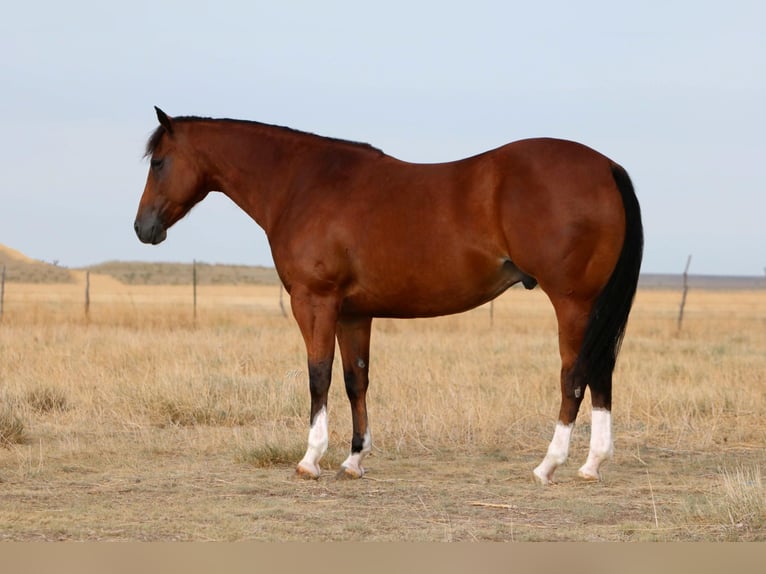 American Quarter Horse Castrone 9 Anni 155 cm Baio ciliegia in Canyon TX