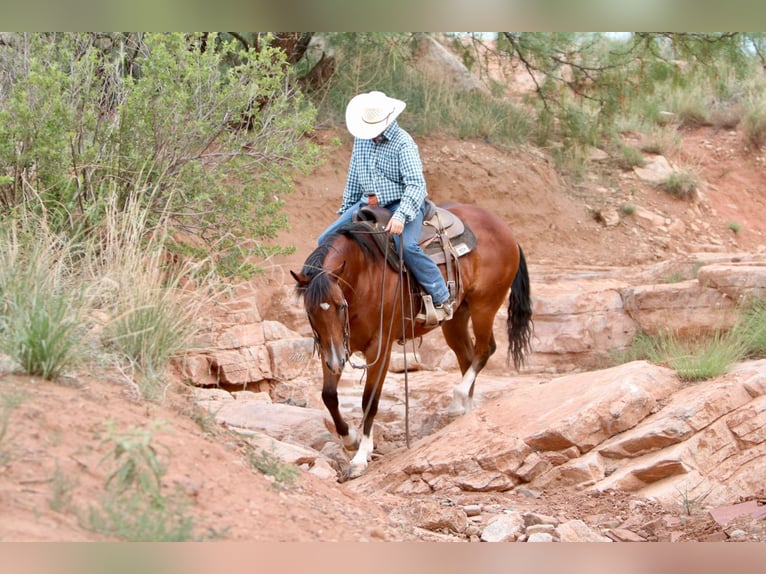 American Quarter Horse Castrone 9 Anni 155 cm Baio ciliegia in Canyon TX