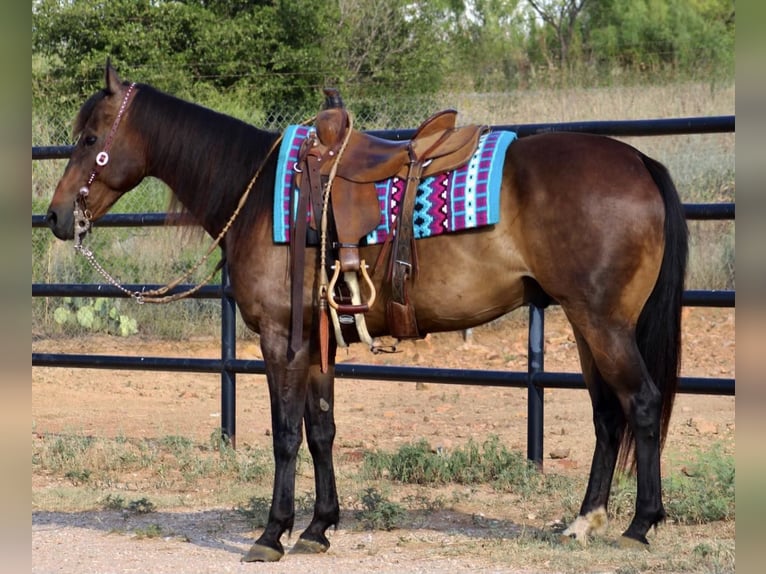 American Quarter Horse Castrone 9 Anni 155 cm Baio ciliegia in Stephenville TX