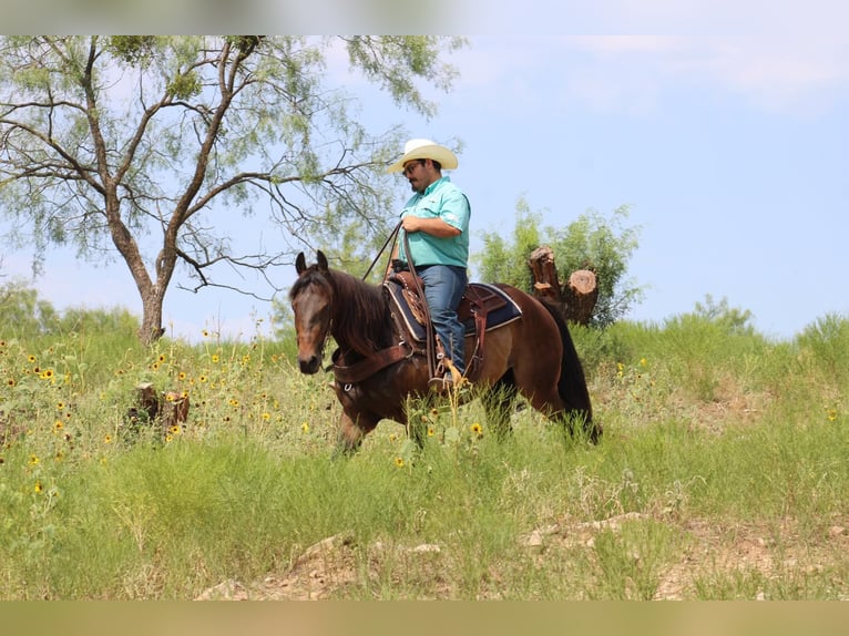 American Quarter Horse Castrone 9 Anni 155 cm Baio ciliegia in Stephenville TX