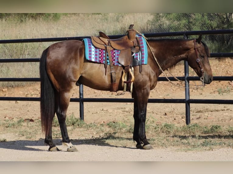 American Quarter Horse Castrone 9 Anni 155 cm Baio ciliegia in Stephenville TX