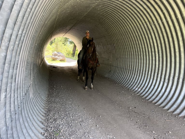 American Quarter Horse Castrone 9 Anni 155 cm Baio in Saint Anthony