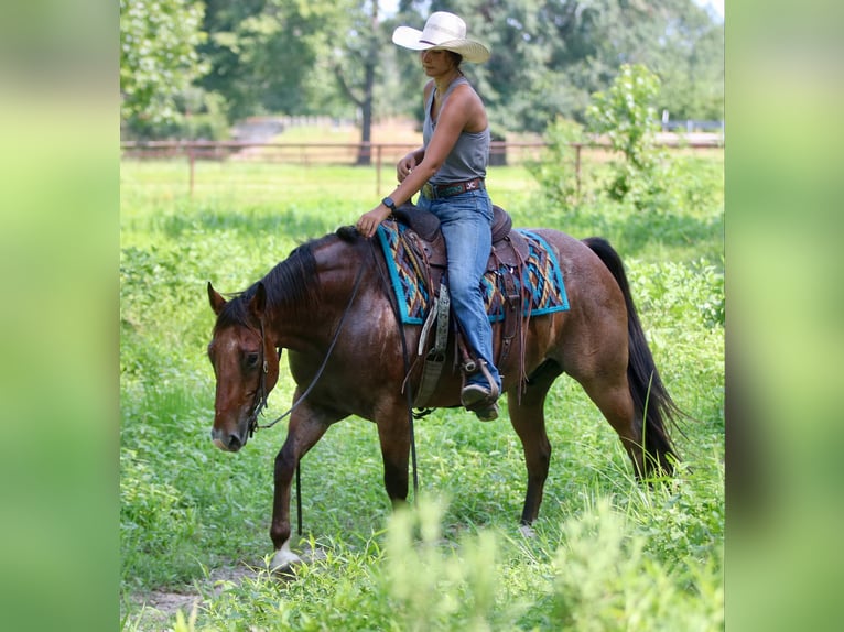 American Quarter Horse Castrone 9 Anni 155 cm Baio roano in Athens TX