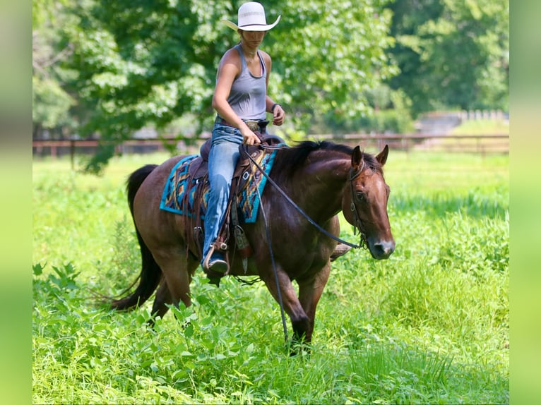 American Quarter Horse Castrone 9 Anni 155 cm Baio roano in Athens TX