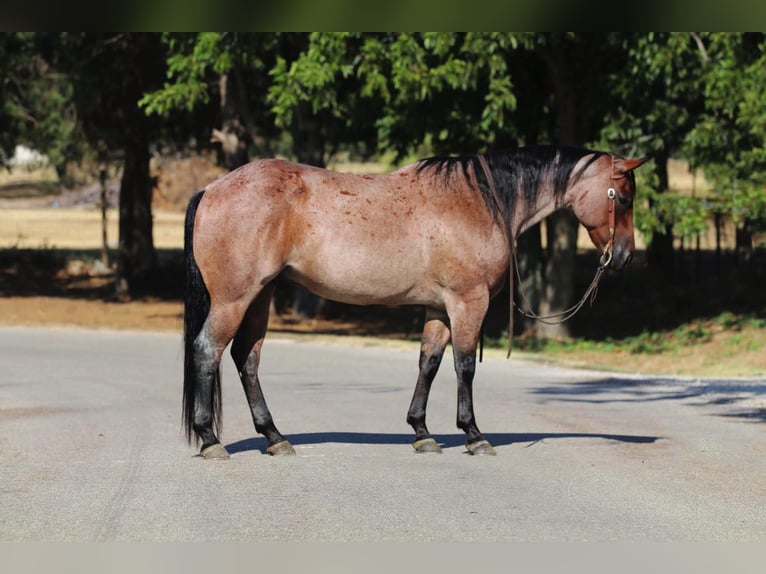 American Quarter Horse Castrone 9 Anni 155 cm Baio roano in Cleburne TX