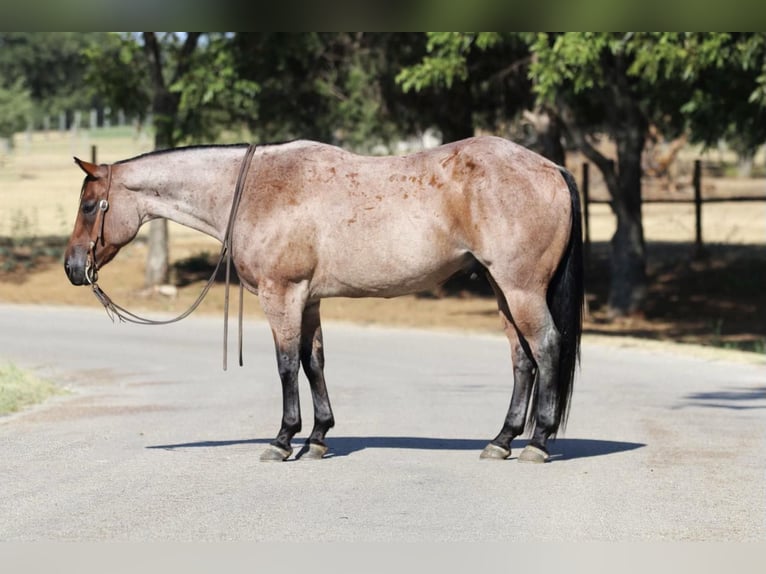 American Quarter Horse Castrone 9 Anni 155 cm Baio roano in Cleburne TX