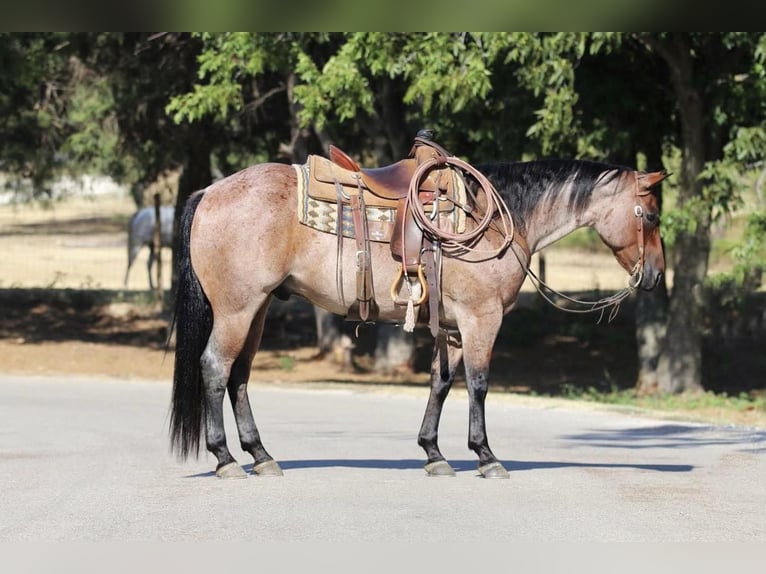 American Quarter Horse Castrone 9 Anni 155 cm Baio roano in Cleburne TX