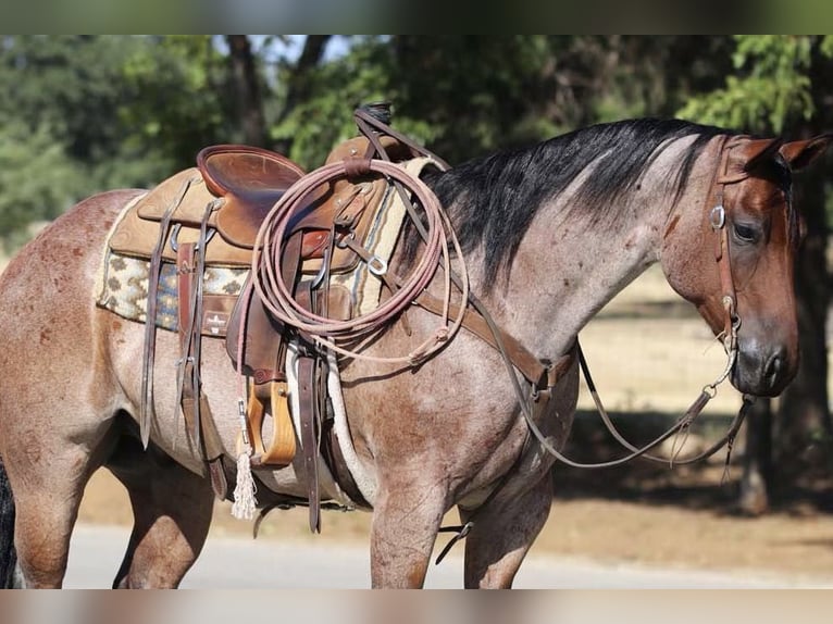 American Quarter Horse Castrone 9 Anni 155 cm Baio roano in Cleburne TX