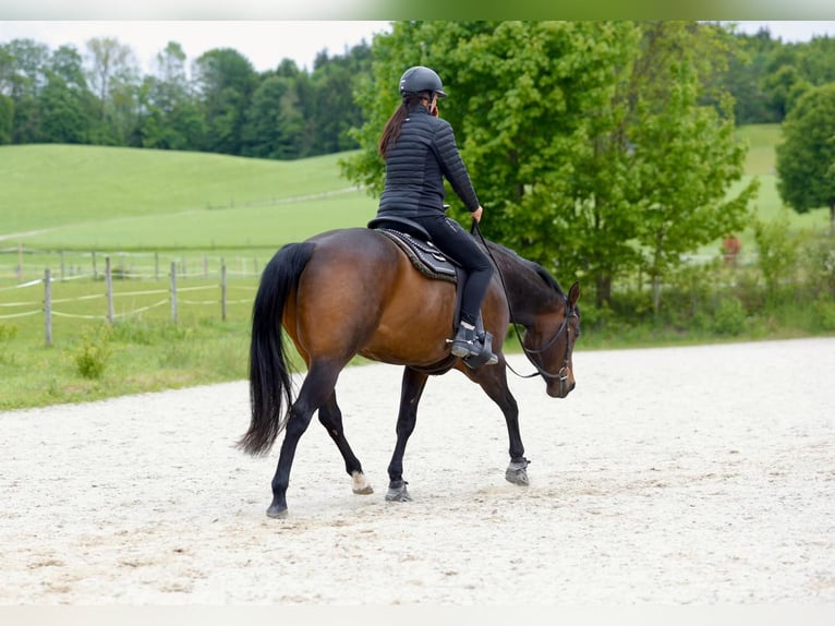 American Quarter Horse Castrone 9 Anni 155 cm  in Feldkirchen-Westerham