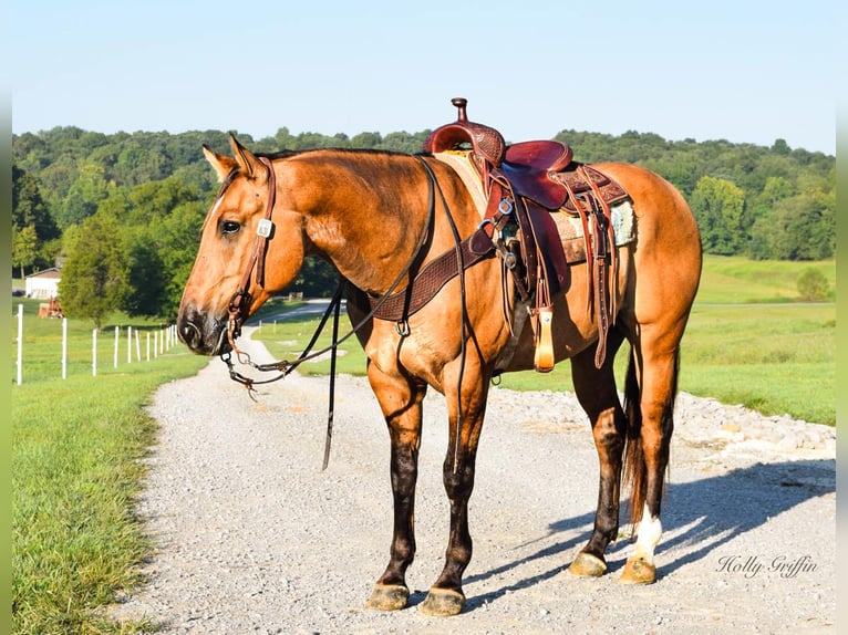 American Quarter Horse Castrone 9 Anni 155 cm Falbo in Greenville KY