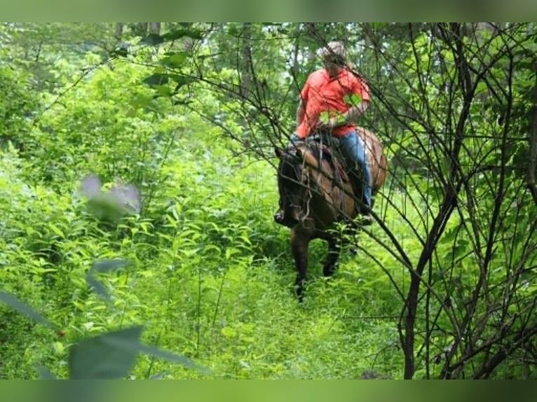 American Quarter Horse Castrone 9 Anni 155 cm Falbo in Salem