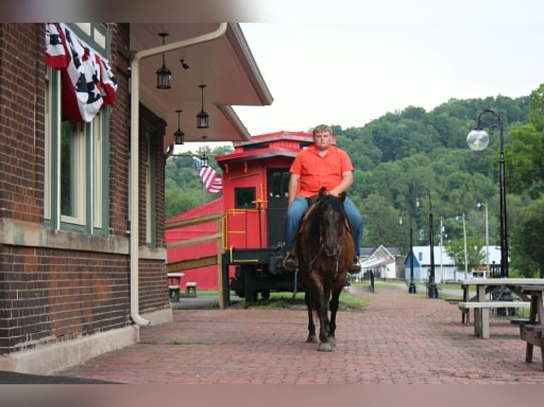 American Quarter Horse Castrone 9 Anni 155 cm Falbo in Salem