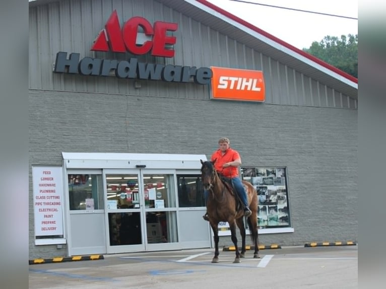American Quarter Horse Castrone 9 Anni 155 cm Falbo in Salem