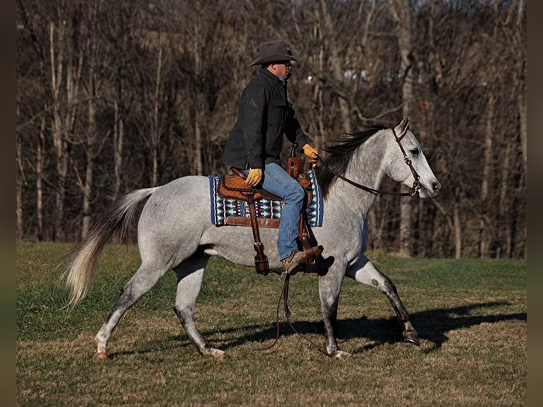 American Quarter Horse Castrone 9 Anni 155 cm Grigio pezzato in Somerset