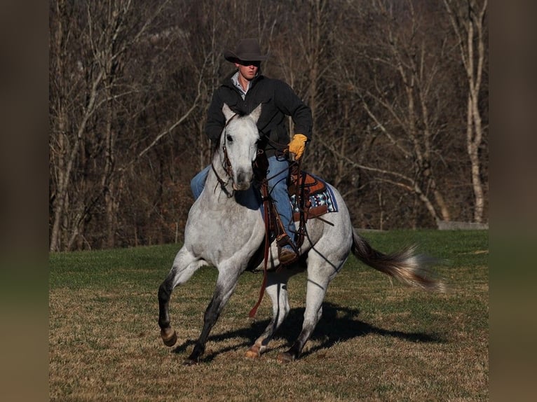 American Quarter Horse Castrone 9 Anni 155 cm Grigio pezzato in Somerset