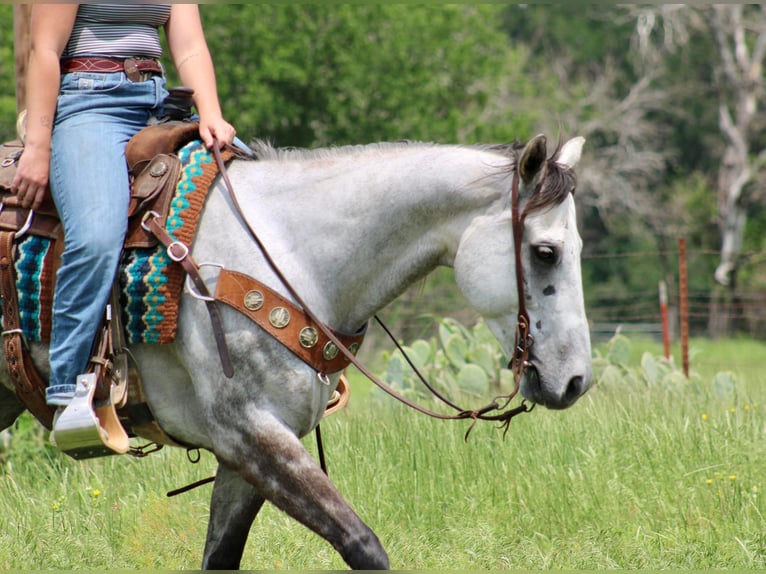 American Quarter Horse Castrone 9 Anni 155 cm Grigio pezzato in Stephenville TX