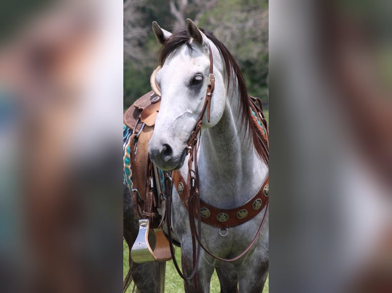 American Quarter Horse Castrone 9 Anni 155 cm Grigio pezzato in Stephenville TX