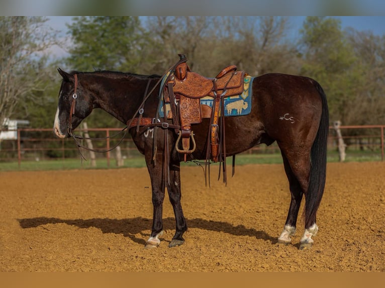 American Quarter Horse Castrone 9 Anni 155 cm Morello in Rusk Tx
