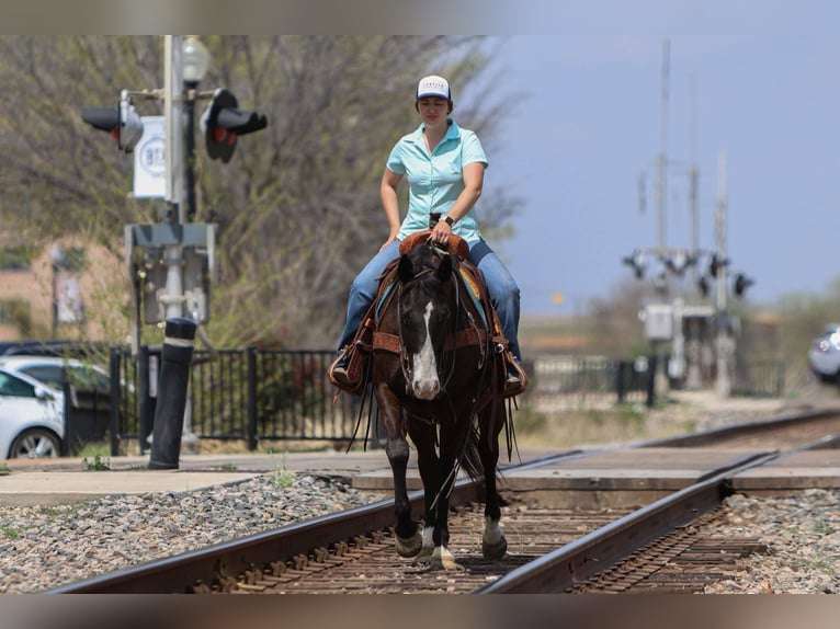American Quarter Horse Castrone 9 Anni 155 cm Morello in Rusk Tx