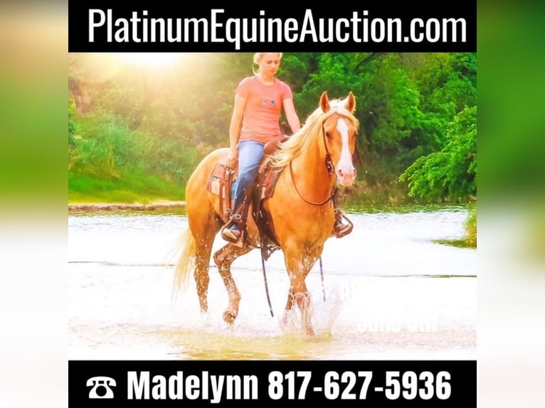 American Quarter Horse Castrone 9 Anni 155 cm Palomino in Bluff Dale TX