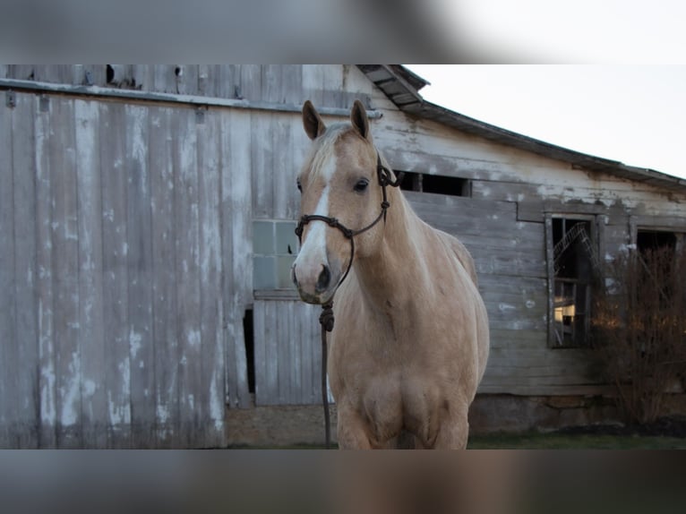 American Quarter Horse Castrone 9 Anni 155 cm Palomino in Dundee