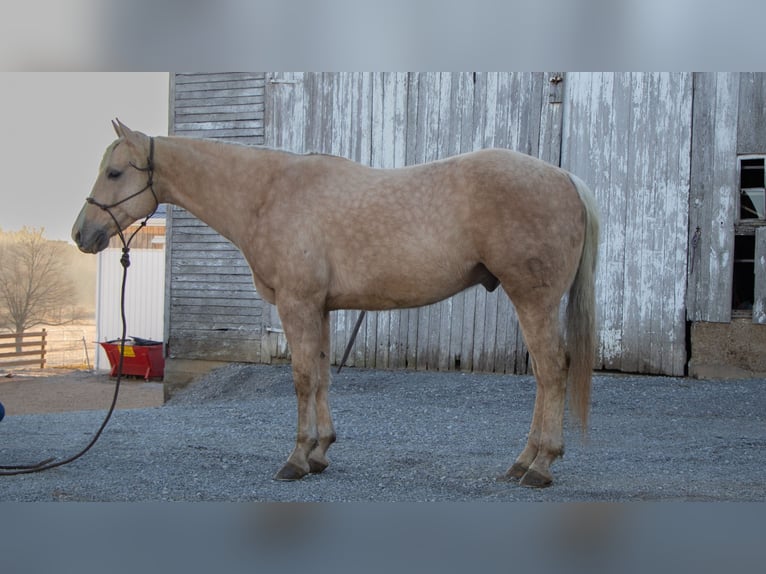 American Quarter Horse Castrone 9 Anni 155 cm Palomino in Dundee