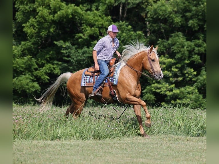 American Quarter Horse Castrone 9 Anni 155 cm Palomino in Level Green Ky