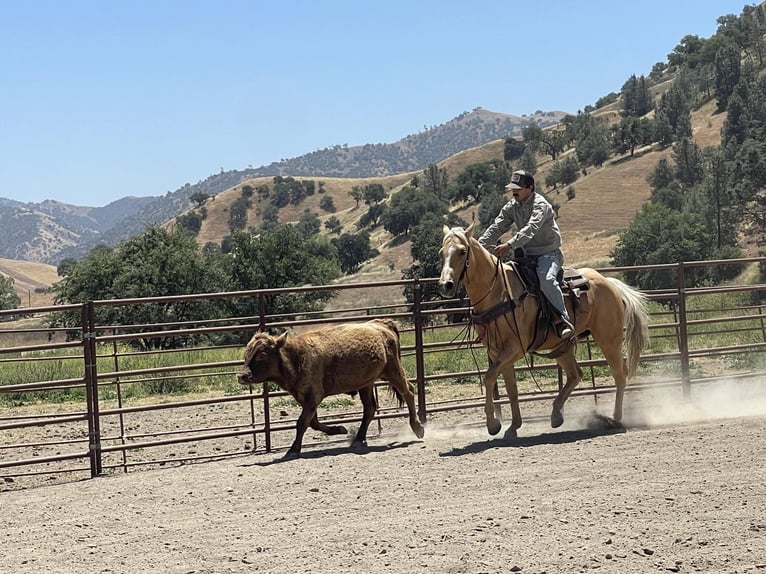 American Quarter Horse Castrone 9 Anni 155 cm Palomino in Paicines CA