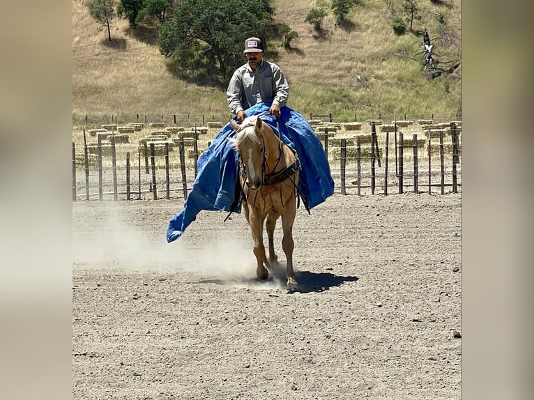 American Quarter Horse Castrone 9 Anni 155 cm Palomino in Paicines CA