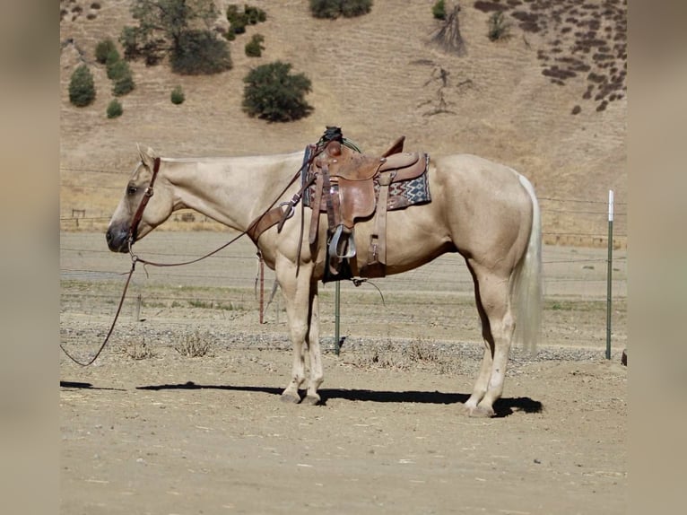 American Quarter Horse Castrone 9 Anni 155 cm Palomino in Paicines CA