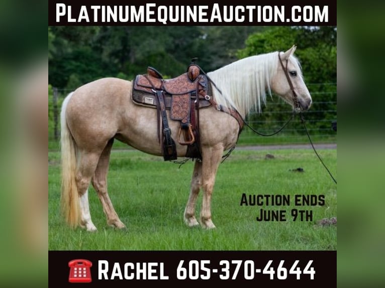 American Quarter Horse Castrone 9 Anni 155 cm Palomino in RUsk TX