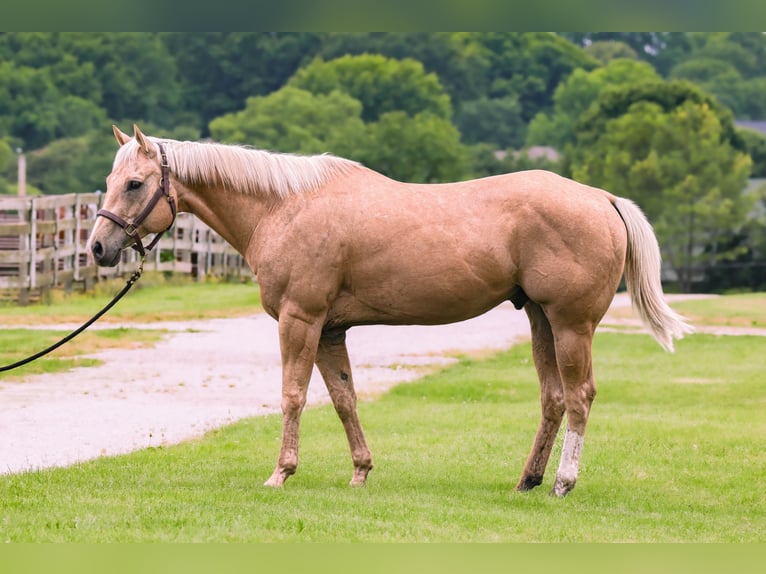 American Quarter Horse Castrone 9 Anni 155 cm Palomino in Springfield