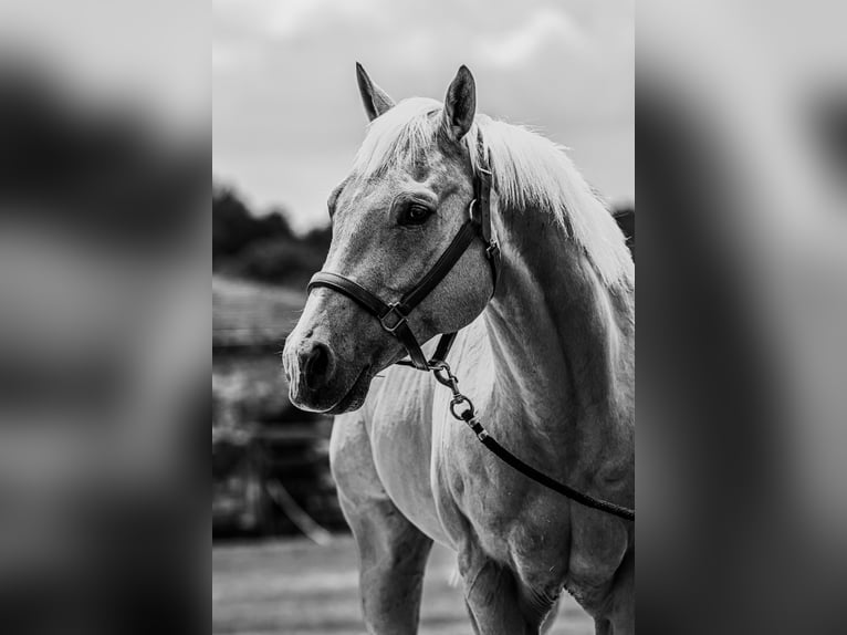American Quarter Horse Castrone 9 Anni 155 cm Palomino in Springfield