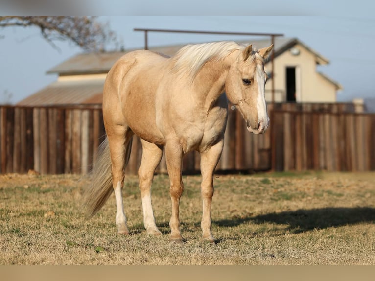 American Quarter Horse Castrone 9 Anni 155 cm Palomino in Stephenville