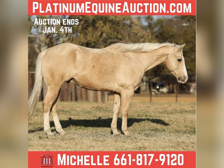 American Quarter Horse Castrone 9 Anni 155 cm Palomino in Stephenville