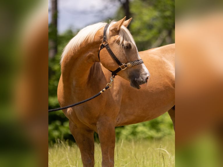 American Quarter Horse Castrone 9 Anni 155 cm Palomino in Bovina MS