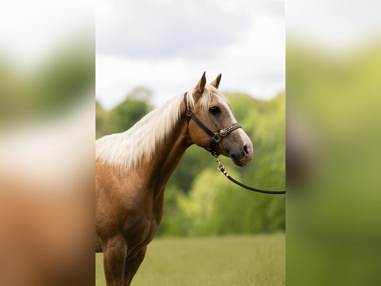 American Quarter Horse Castrone 9 Anni 155 cm Palomino in Bovina MS