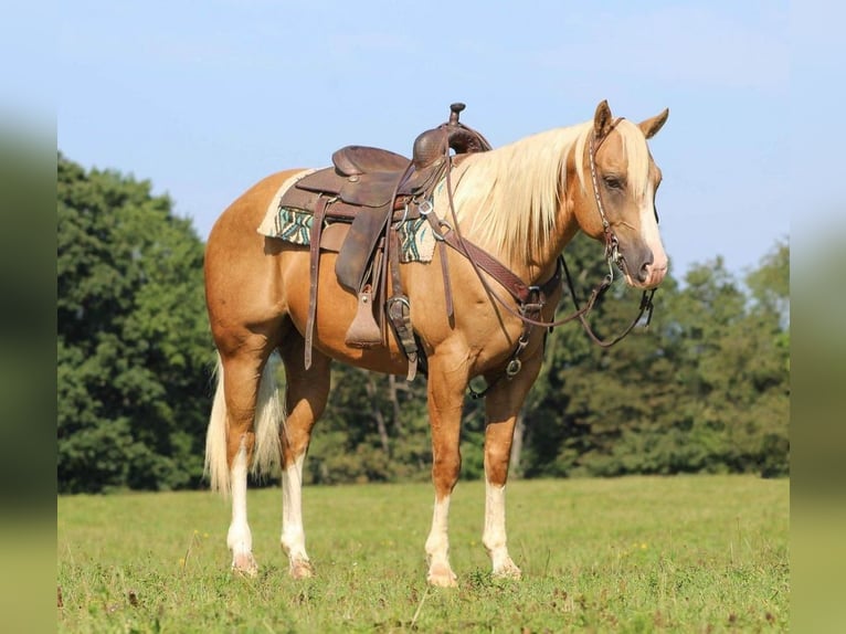 American Quarter Horse Castrone 9 Anni 155 cm Palomino in Clarion, PA