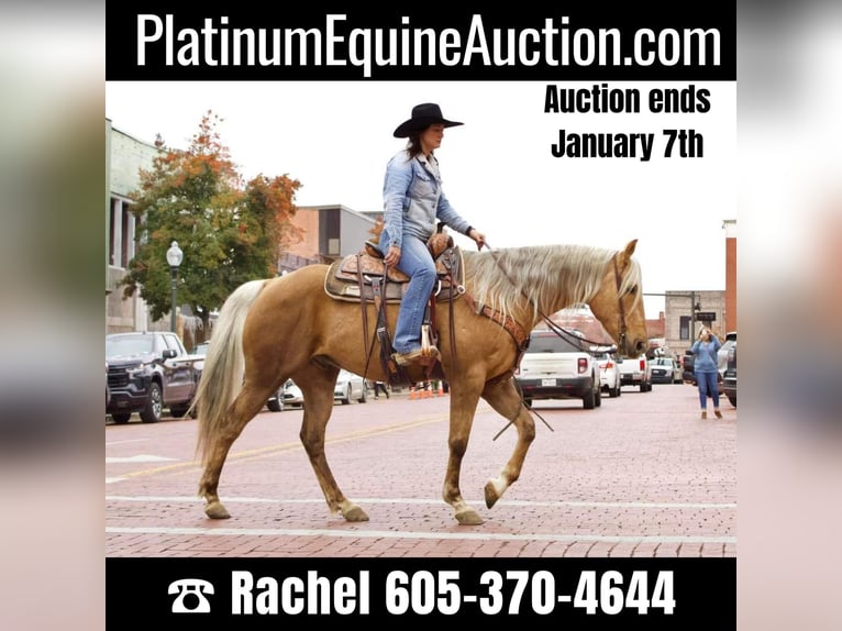 American Quarter Horse Castrone 9 Anni 155 cm Palomino in RUSK TX