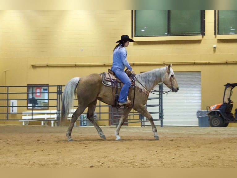 American Quarter Horse Castrone 9 Anni 155 cm Palomino in RUSK TX