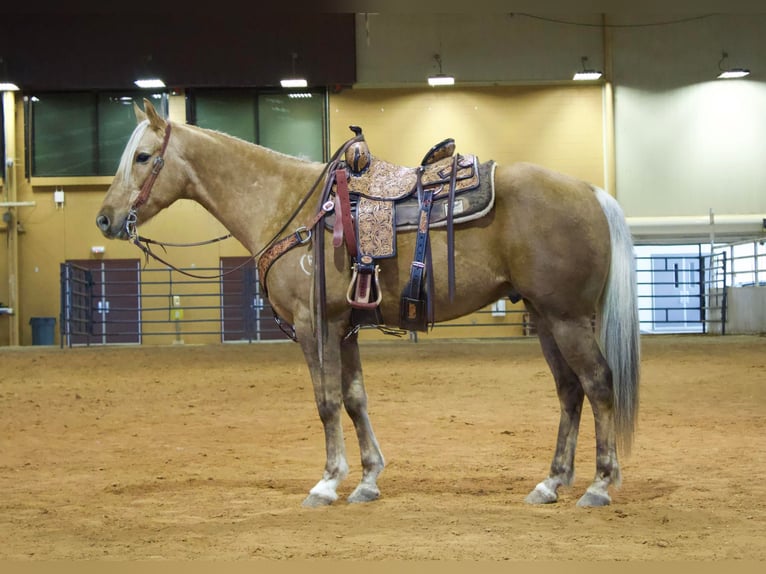 American Quarter Horse Castrone 9 Anni 155 cm Palomino in RUSK TX