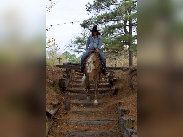 American Quarter Horse Castrone 9 Anni 155 cm Palomino in RUSK TX