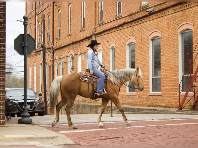 American Quarter Horse Castrone 9 Anni 155 cm Palomino in RUSK TX